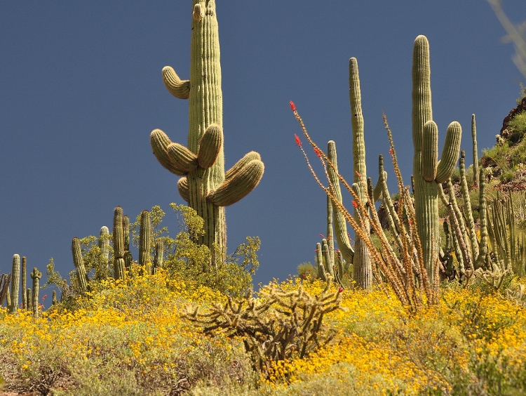 desert flowers